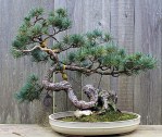LAH_Bonsai_MG_1976