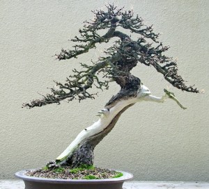 1850625418_710cc589c9_o