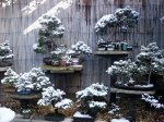 snow_bonsai_trees